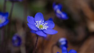 liverworts